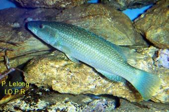 photo du labre merle, Labrus merula